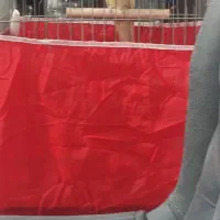 عروس هلندی|پرنده|بم, |دیوار