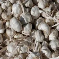 سیر