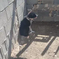 واگذاری سگ نگهبان