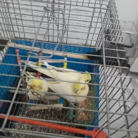 یک جفت عروس هلندی مولد و دستی  با جوجه