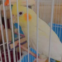 عروس هلندی ماده|پرنده|پیرانشهر, |دیوار