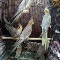 فروش عروس هلندی پنج شیش ماهه|پرنده|تنکابن, |دیوار