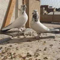 کفتر زمینی و هوایی