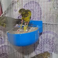 قناری جفت جیور وفر با جوجه هاشون|پرنده|مشهد, خواجه ربیع|دیوار