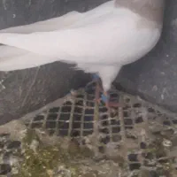 کبوتر طوقی نروماده