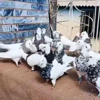 طوقی هفت رنگ|پرنده|تهران, جیحون|دیوار