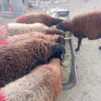 میش افشاری|حیوانات مزرعه|تربت جام, جامرود|دیوار