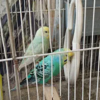 مرغ عشق نر بالغ و بسیار زیبا