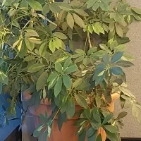 گلدون بزرگ سبز