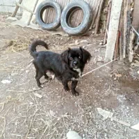 سگ پاکوتاه نژادپاک