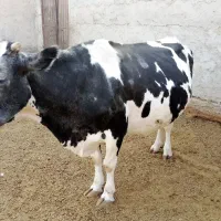 دو‌عدد‌گاو‌یکی‌گوشتی‌ویکی‌زایده|حیوانات مزرعه|زابل, |دیوار