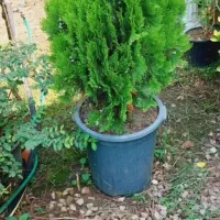 فروش کاج لاوسون. کامیس. شمشاد طلایی سرو شیراز