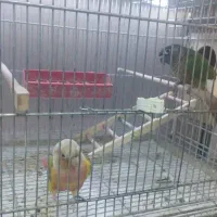 ملنگو زرد مولد|پرنده|اهواز, نادری|دیوار