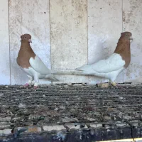 کفتر کله زرد|پرنده|مشهد, هفده شهریور|دیوار