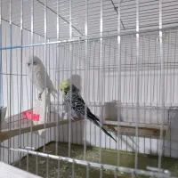 مرغ عشق تک و جفت