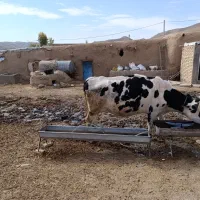 یک عدد گاو هلشتاین پر شیر 3ماه آبستن|حیوانات مزرعه|شادیان, |دیوار