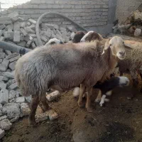 سلام قوچ درجه یک