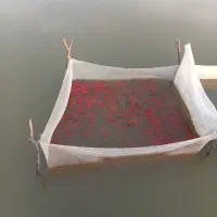 ماهی قرمز سایز کوچیک