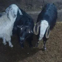 بزآبستن سه تا