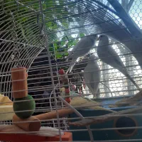 واگذاری 3 تا مرغ عشق به خانواده