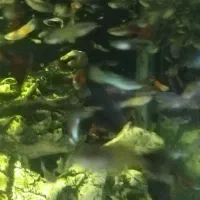 1100عدد ماهی گوپی