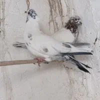 گرفتنی|پرنده|قم, علی آباد سعدگان|دیوار