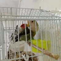 دو عدد پرنده طوطی برزیلی سالم|پرنده|نسیمشهر, |دیوار