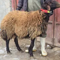 گوسفند افشار همو و هترو|حیوانات مزرعه|شیراز, وصال|دیوار