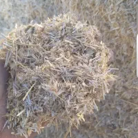 فروش فوری یک تن کاه سفید درجه یک