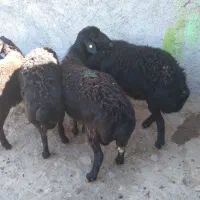 باسلامقوچشیشک|حیوانات مزرعه|قره پشتلو, |دیوار