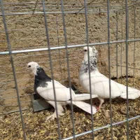 5عددکبوتر طوقی سرور