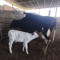 گاو وگوساله
