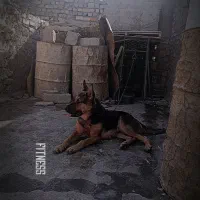 سلام یک جفت نر وماده ژرمن|سگ|زابل, |دیوار