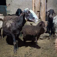 میش بره دار