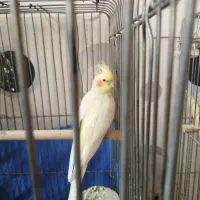 عروس هلندی لوتینو