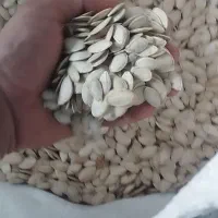 تخمه کدو