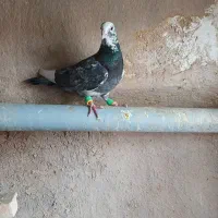 کبوتر پرشی|پرنده|خرمدشت, |دیوار