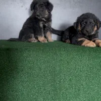 سگ ژرمن شولاین