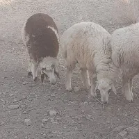 بره فروشی|حیوانات مزرعه|ارزوئیه, |دیوار