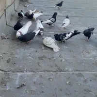 کبوتر رنگی ودورگ