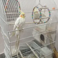 عروس هلندی