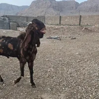 ۴۰ راس بز افغانی و نژدی کیلویی 220 هزار تومان