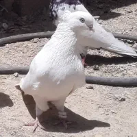 کبوتر کفتر