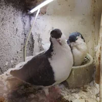 سینه خال ساده کبوتر چپ|پرنده|مشهد, شهید قربانی|دیوار