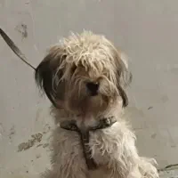 سگ خونگی بازیگوش هست ماده