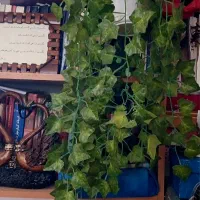 چند عدد گل بفروش میرسد