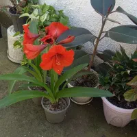 فروش تعدادی گل