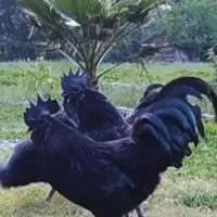 مرغ و جوجه(شاندرمن)