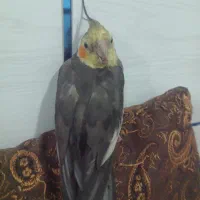 استارت پیکان