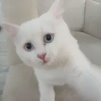 گربه سفید ترکیش